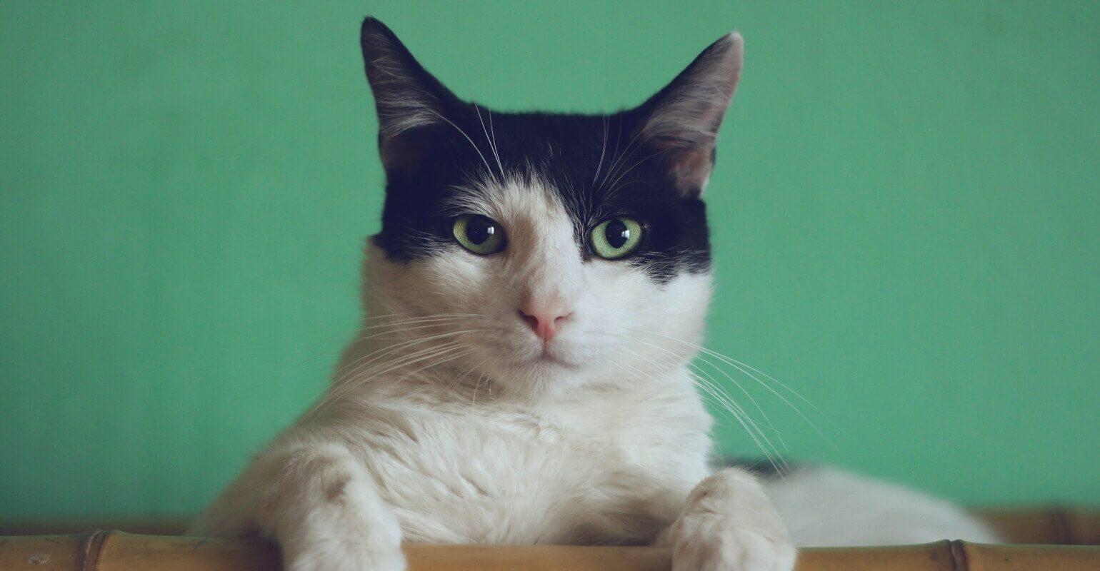 a black and white cat